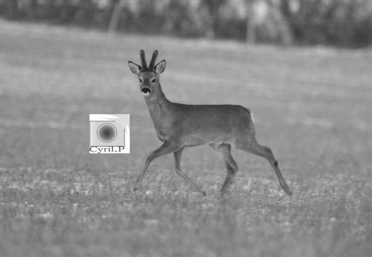 picsemita photo pic art