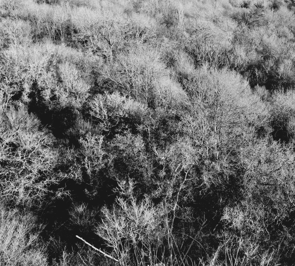 picsemita photo pic art