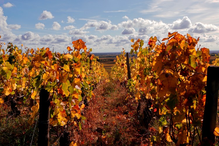 photo art vigne bourgogne