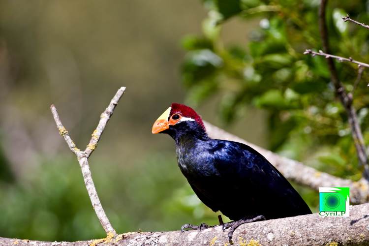 photo artistique picsemita art animal landscape