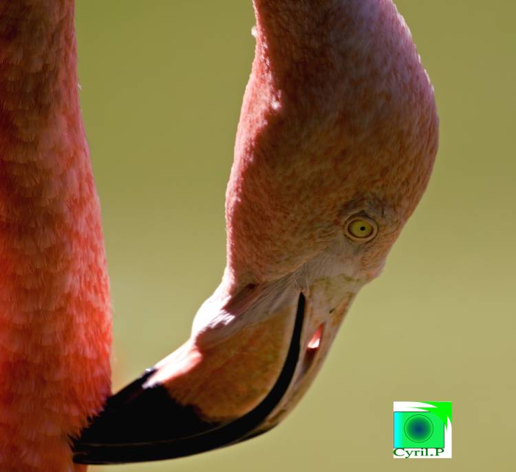 photo artistique picsemita art animal landscape