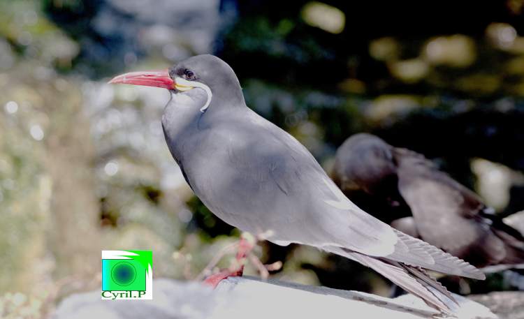 photo artistique picsemita art animal landscape photo artistique picsemita art animal landscape