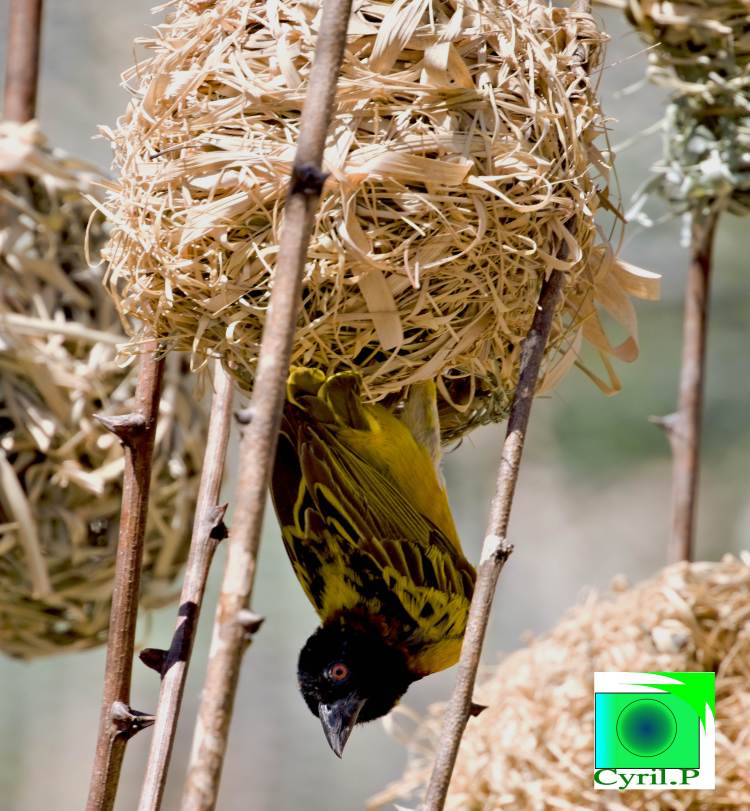 photo artistique picsemita art animal landscape