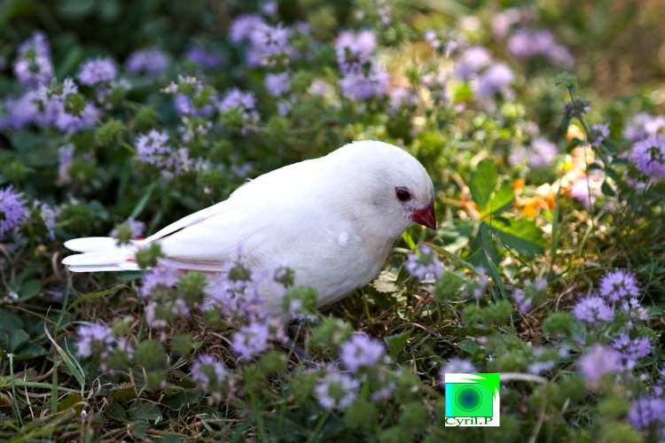 photo artistique picsemita art animal landscape