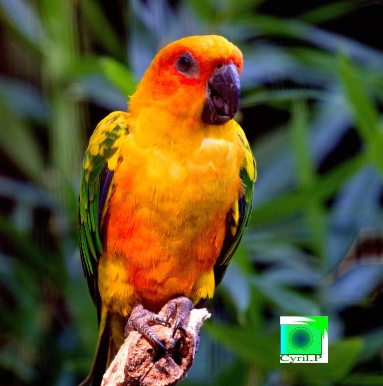 photo artistique picsemita art animal landscape