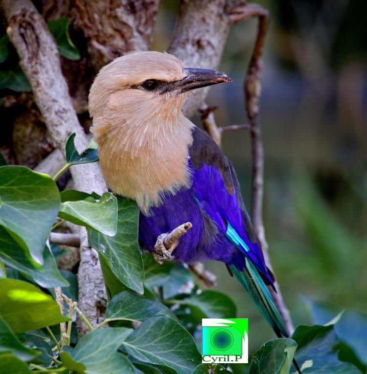 photo artistique picsemita art animal landscape