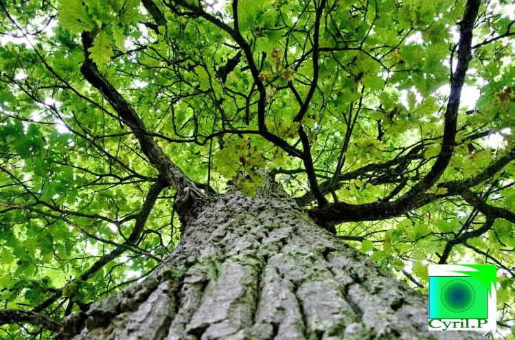 photo artistique picsemita art animal landscape